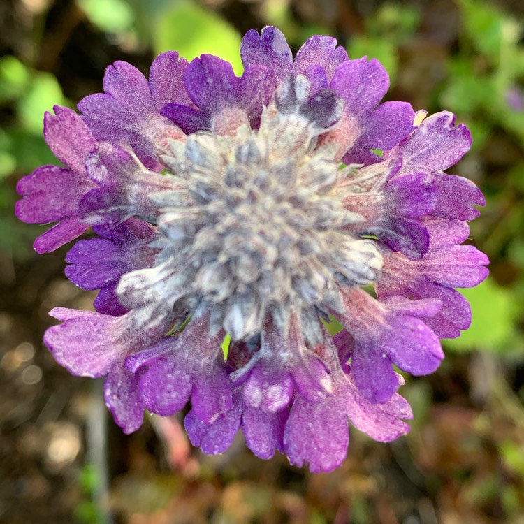 Plant image Primula capitata 'Noverna Deep Blue'
