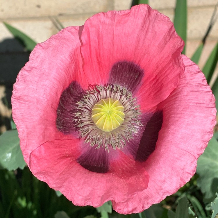 plant image 1332101