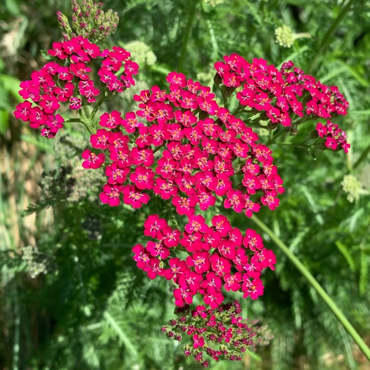 Achillea millefolium 'Red Velvet', Yarrow 'Red Velvet' - uploaded by  @pixierose