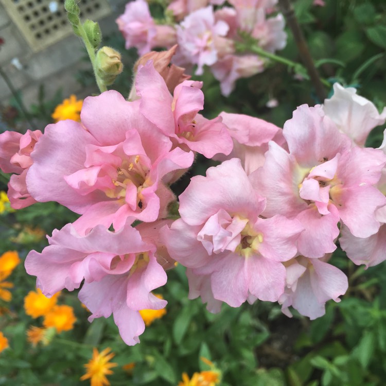 plant image 215226