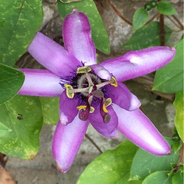 Passiflora 'Amethyst' syn. Passiflora 'Lavender Lady'