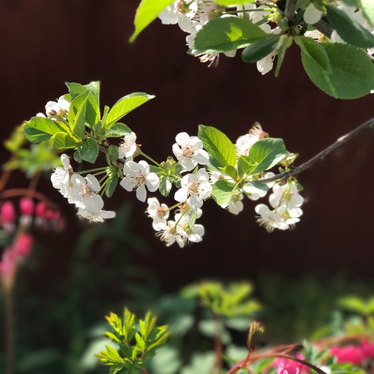 plant image 360024