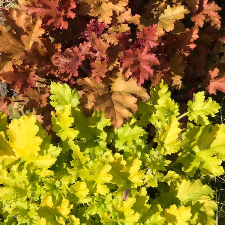 Plant image Heuchera