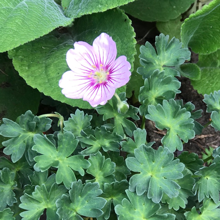 Plant image Geranium (Cinereum Group) 'Gerfos' syn. Geranium (Cinereum Group) 'Rothbury Gem'