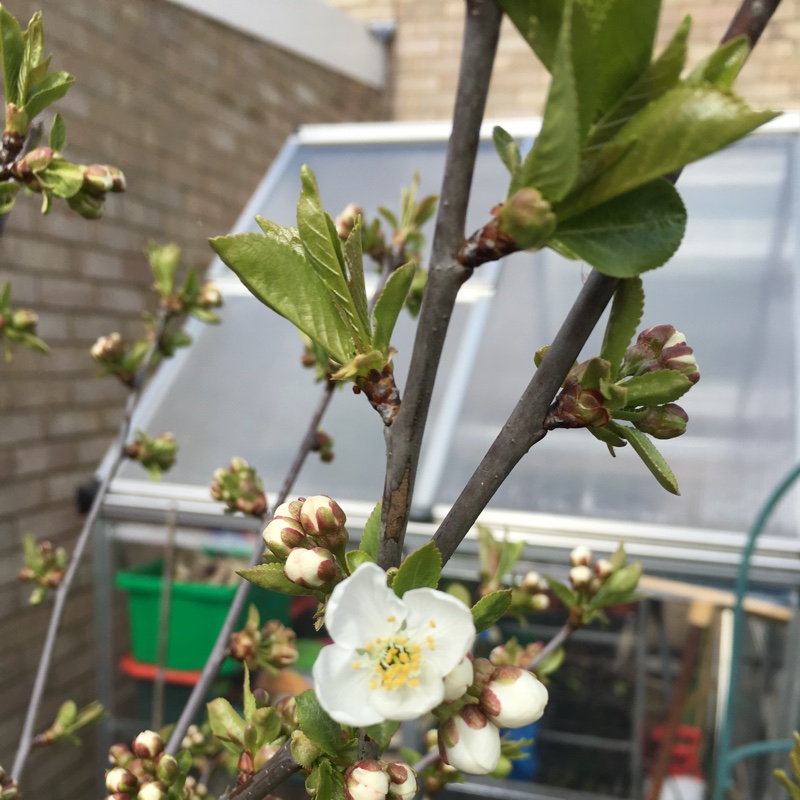 plant image 48102
