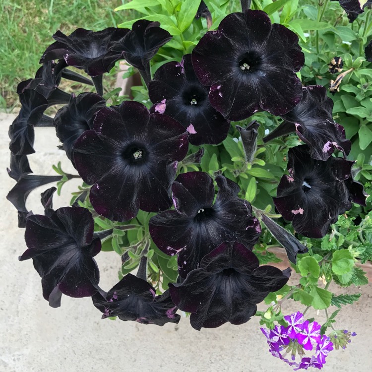Plant image Petunia 'Black Velvet'