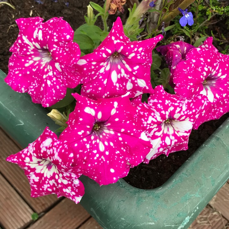 Plant image Petunia 'Kleph17342' syn. Petunia 'Pink Sky', Petunia 'BabyDoll', Petunia 'Headliner Pink Sky'