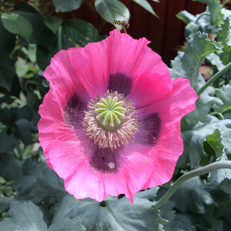 Plant image Papaver somniferum 'Pink Dawn'