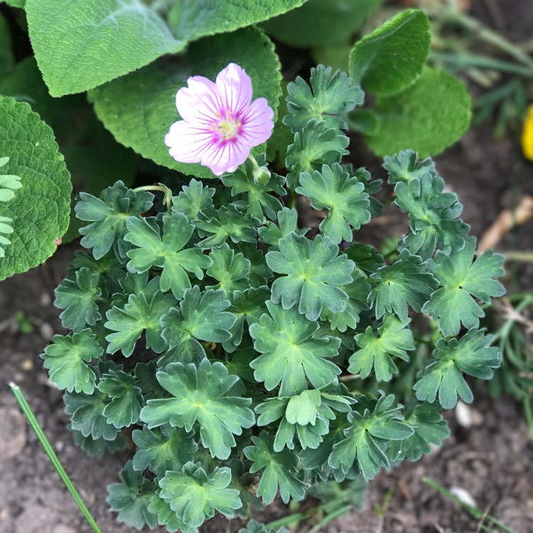 plant image 507488