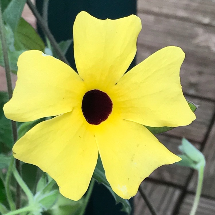 plant image 514469