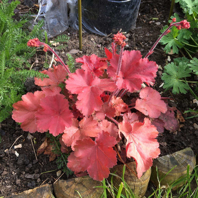 plant image 54048
