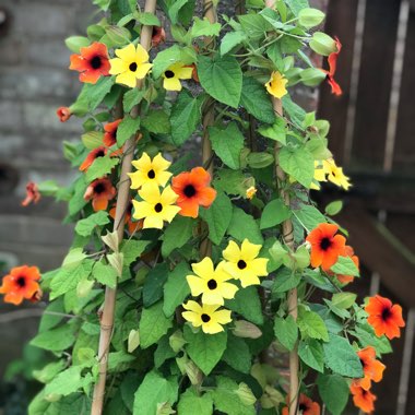 Thunbergia alata