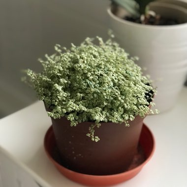 Soleirolia soleirolii syn. Helxine soleirolii
