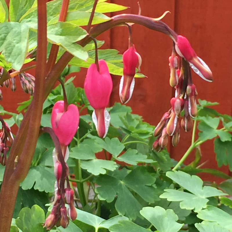 Lamprocapnos spectabilis  syn. Dicentra spectabilis