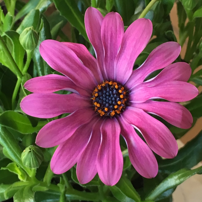 Osteospermum