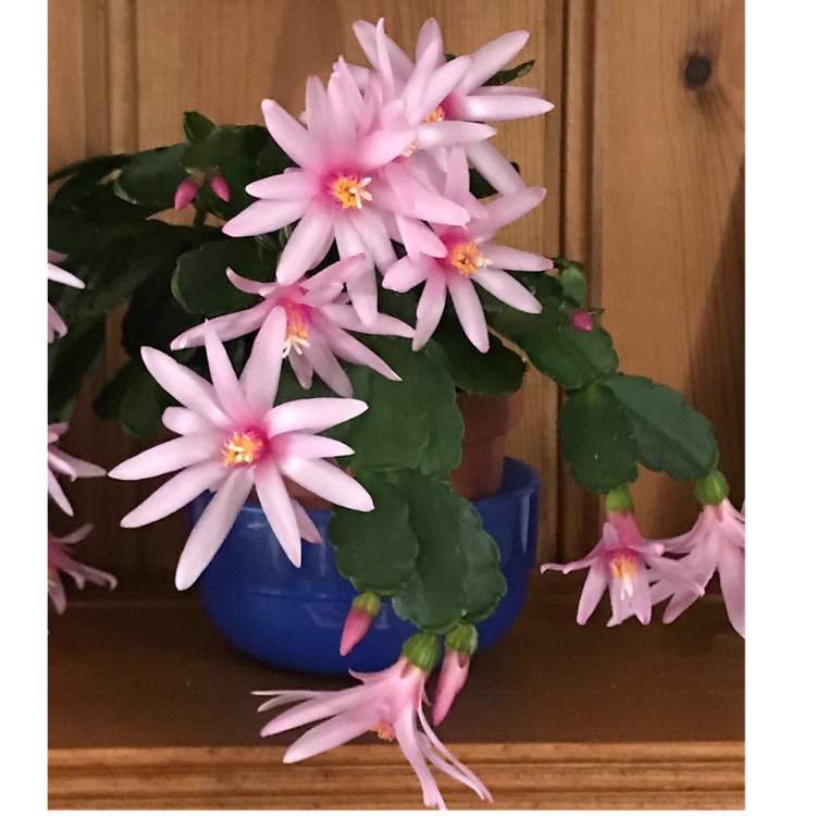 Plant image Rhipsalidopsis rosea