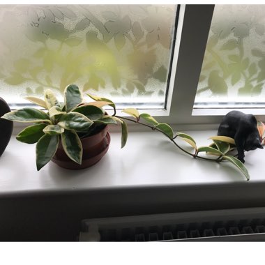 Hoya Carnosa Variegata