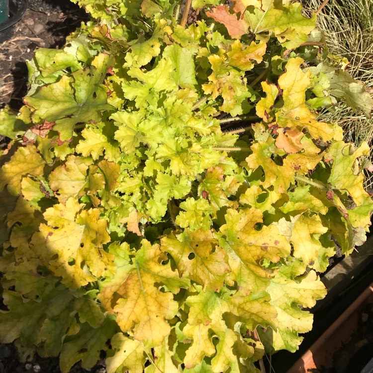 plant image 650853