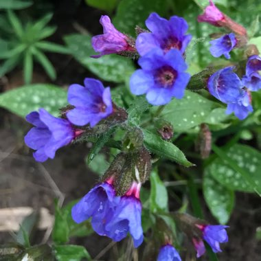 Pulmonaria
