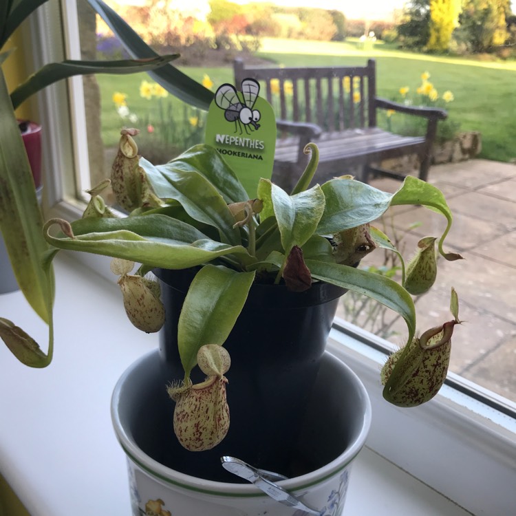 Plant image Nepenthes x hookeriana