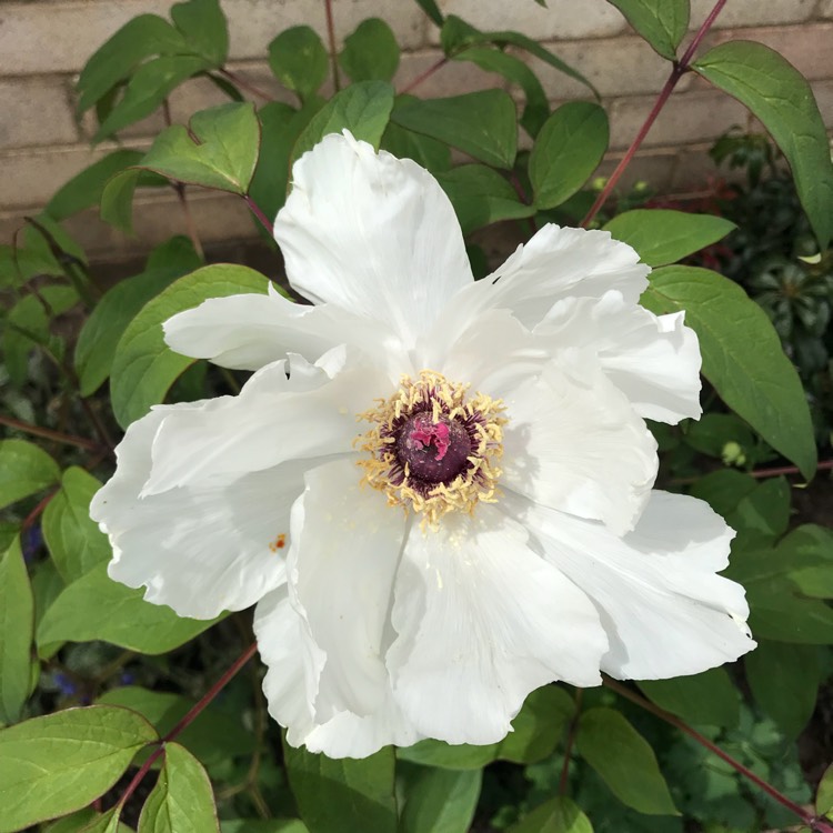 plant image 685148 plant image 685148