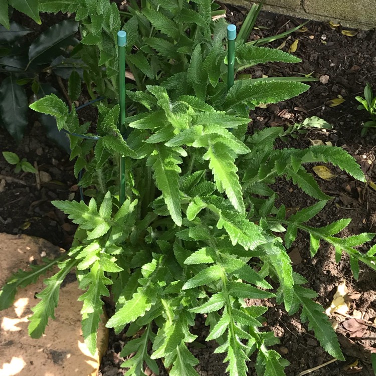 plant image 692534