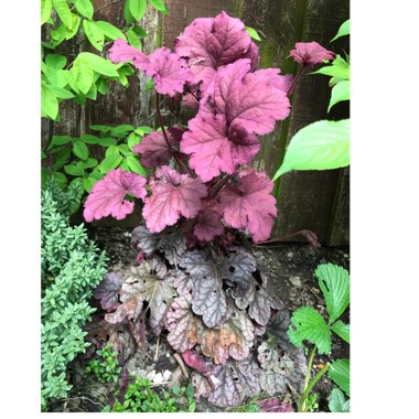 Heuchera