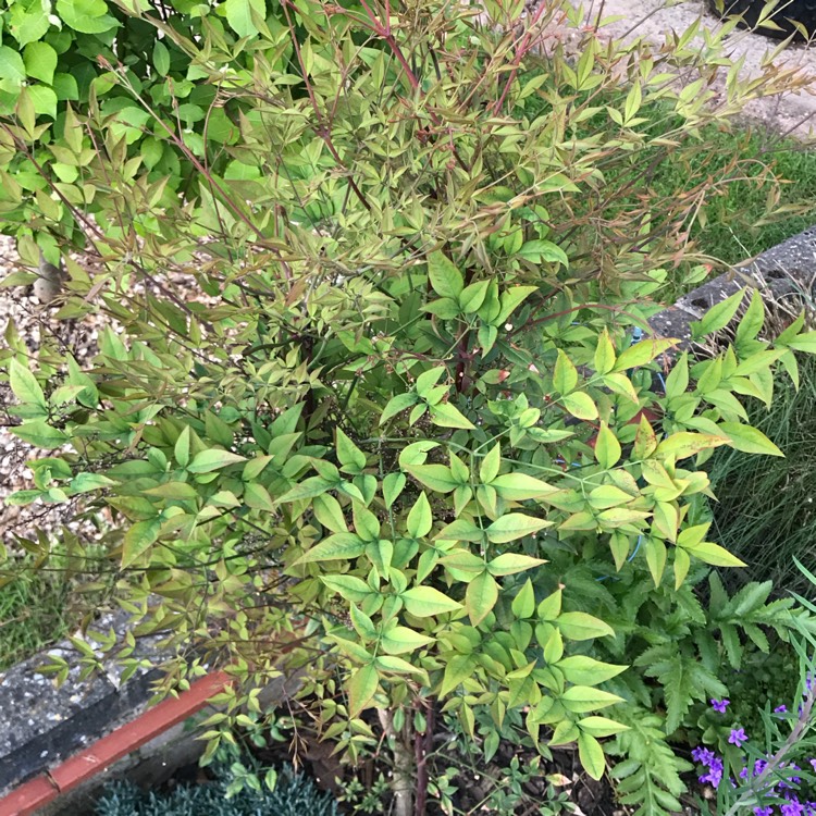 plant image 699174