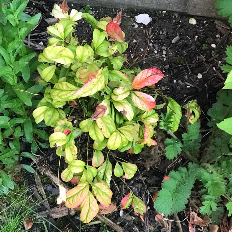 plant image 699175