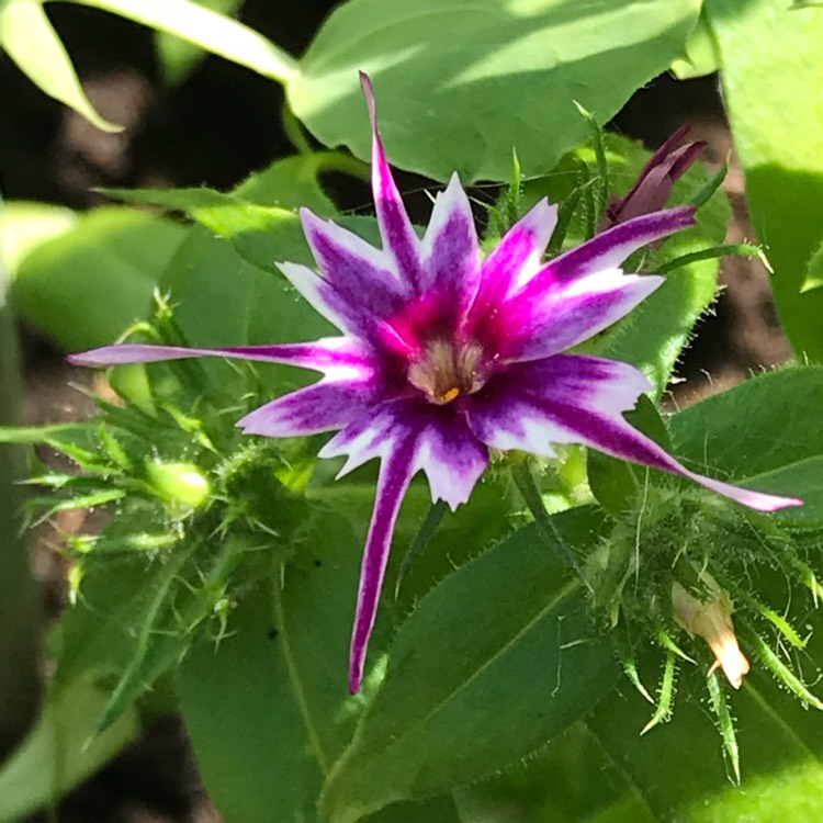 plant image 715998