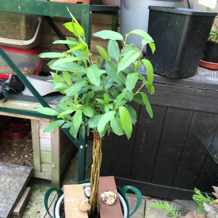 plant image 716012