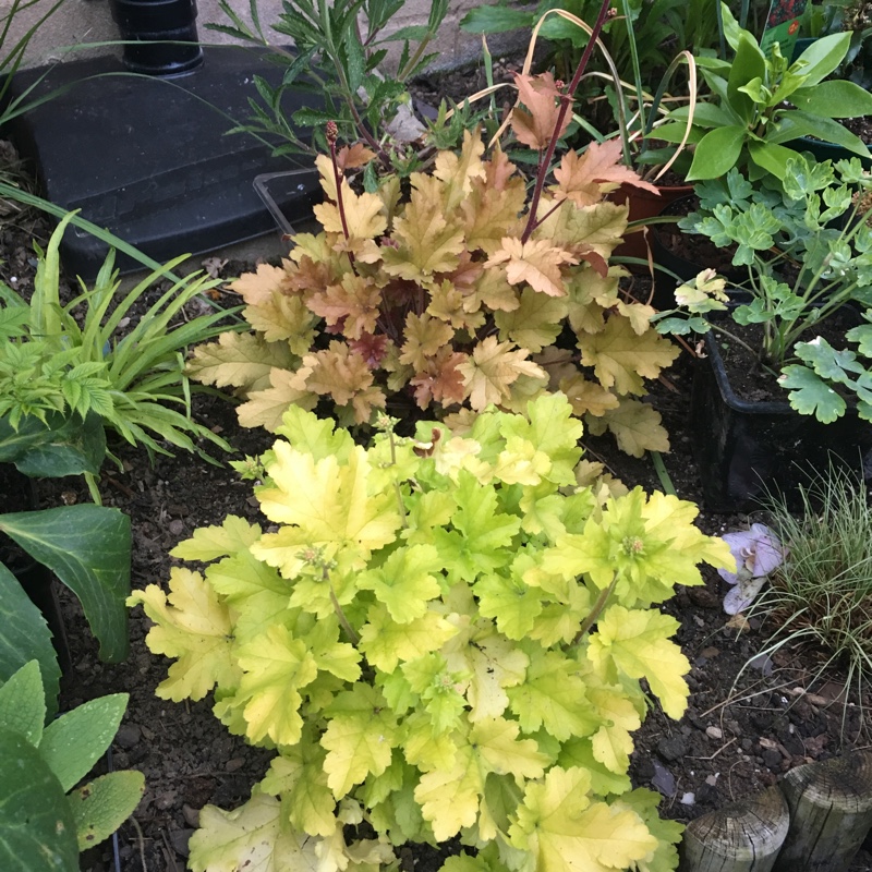 plant image 71829