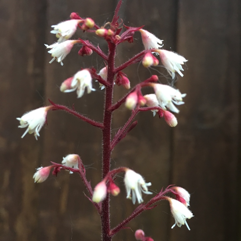 plant image 71830