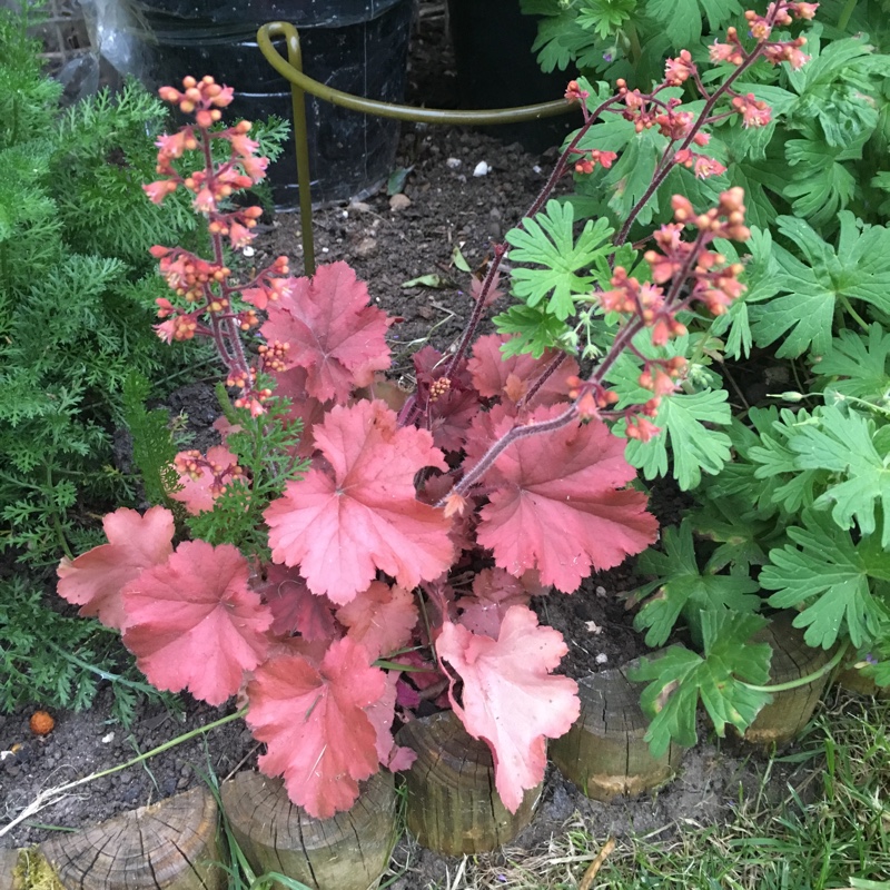 plant image 71847