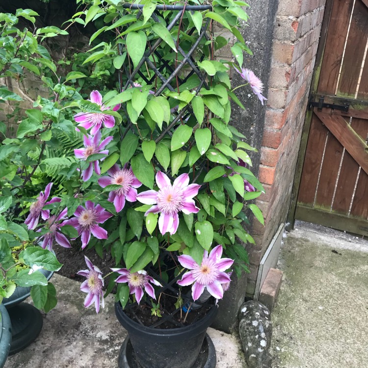 plant image 723854