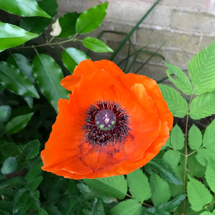 plant image 723880