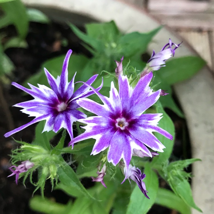 plant image 723895