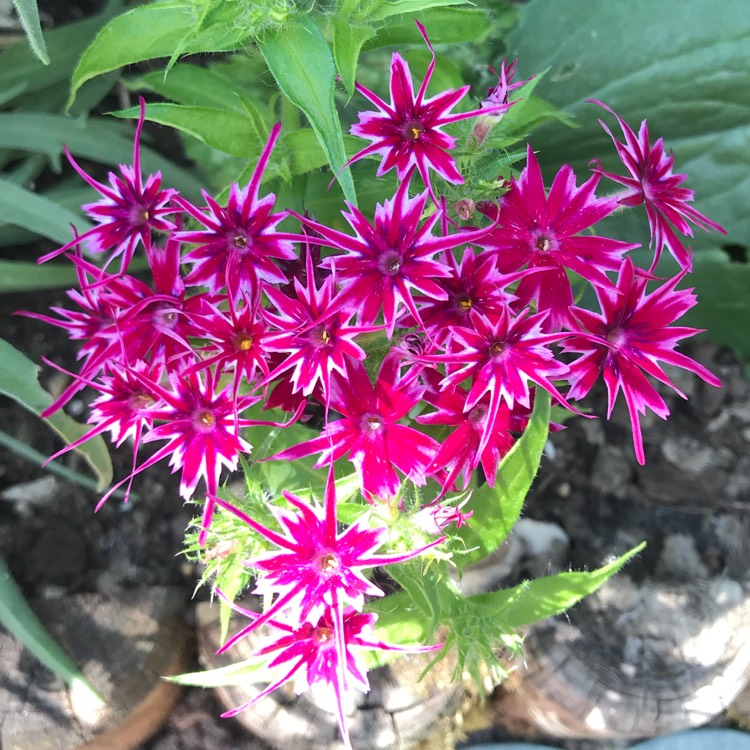 plant image 727820