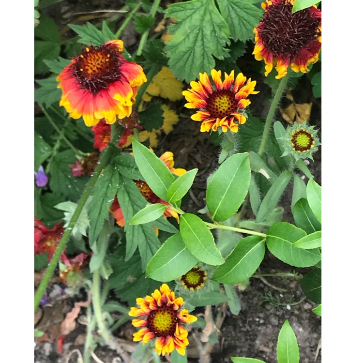 Plant image Gaillardia