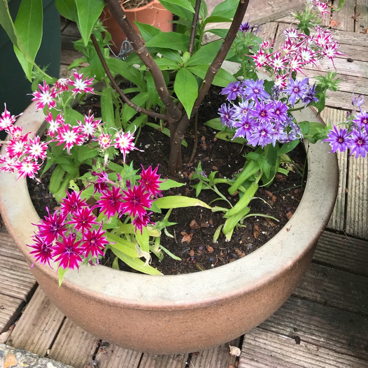 Plant image Dianthus barbatus