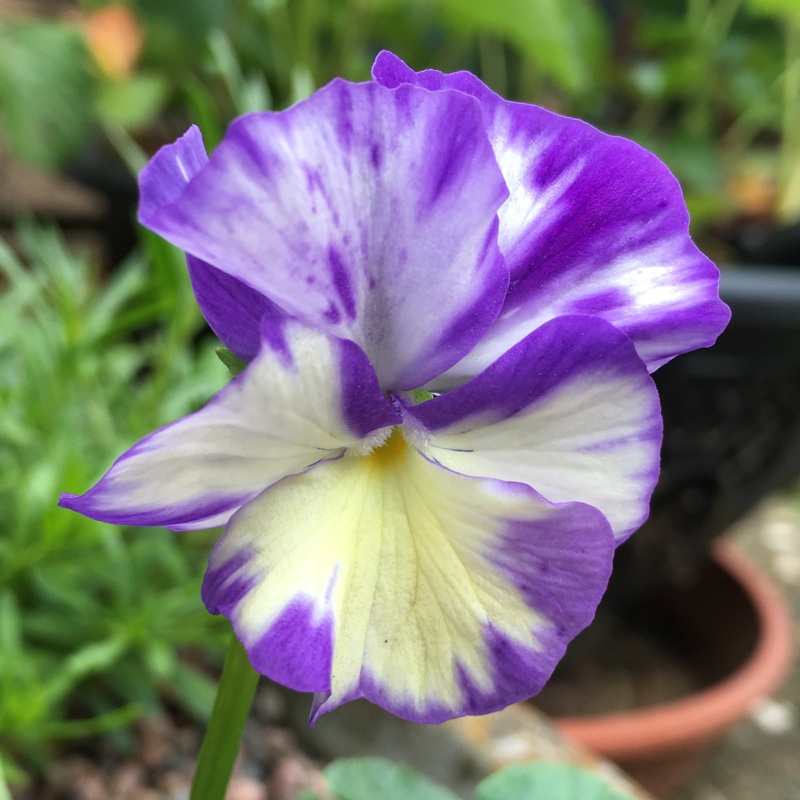 plant image 90056