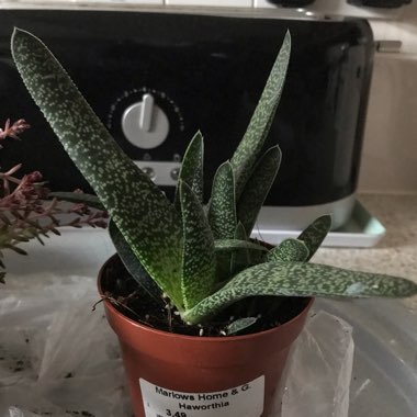 Haworthia