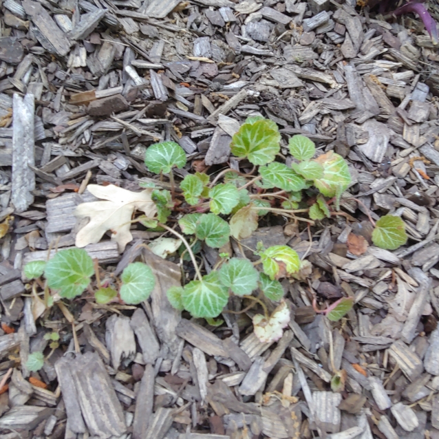 plant image 1291272