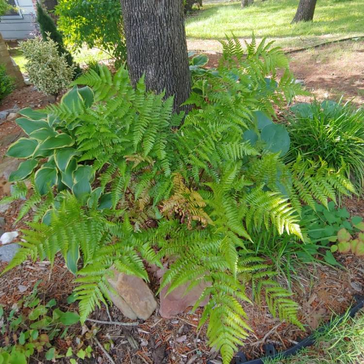 Plant image Dryopteris erythrosora 'Brilliance'