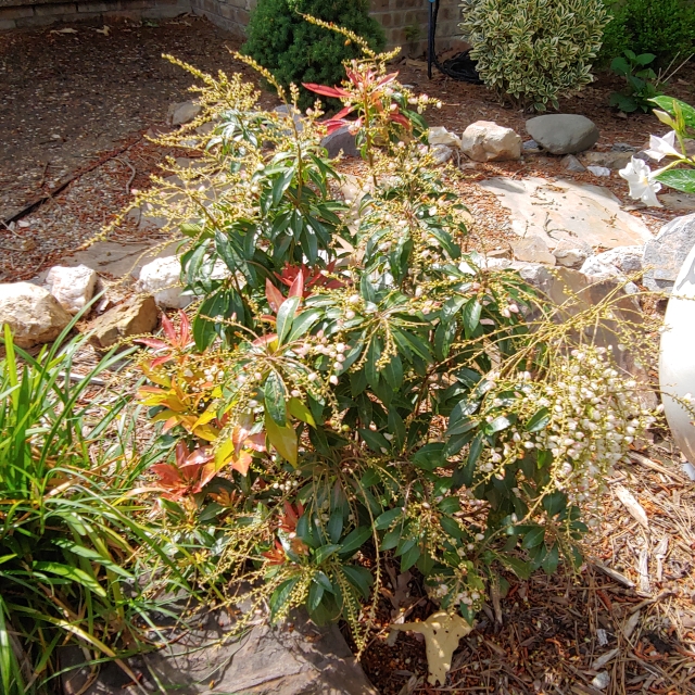 Plant image Pieris japonica 'Scarlett O'Hara'
