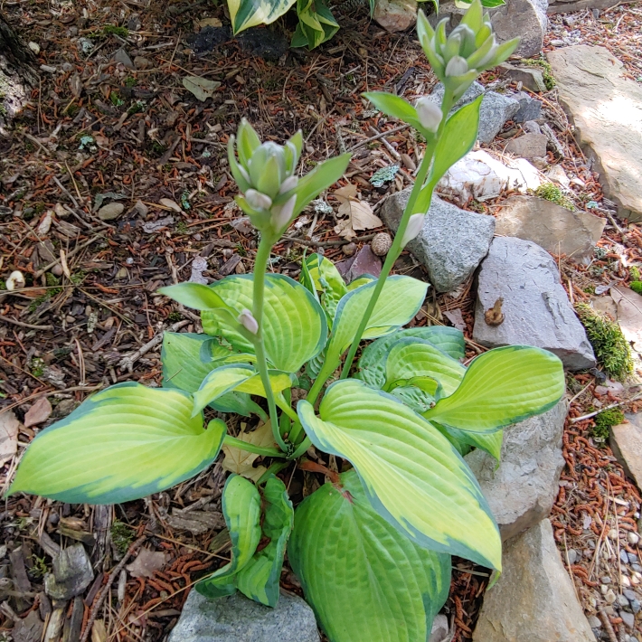plant image 1311276