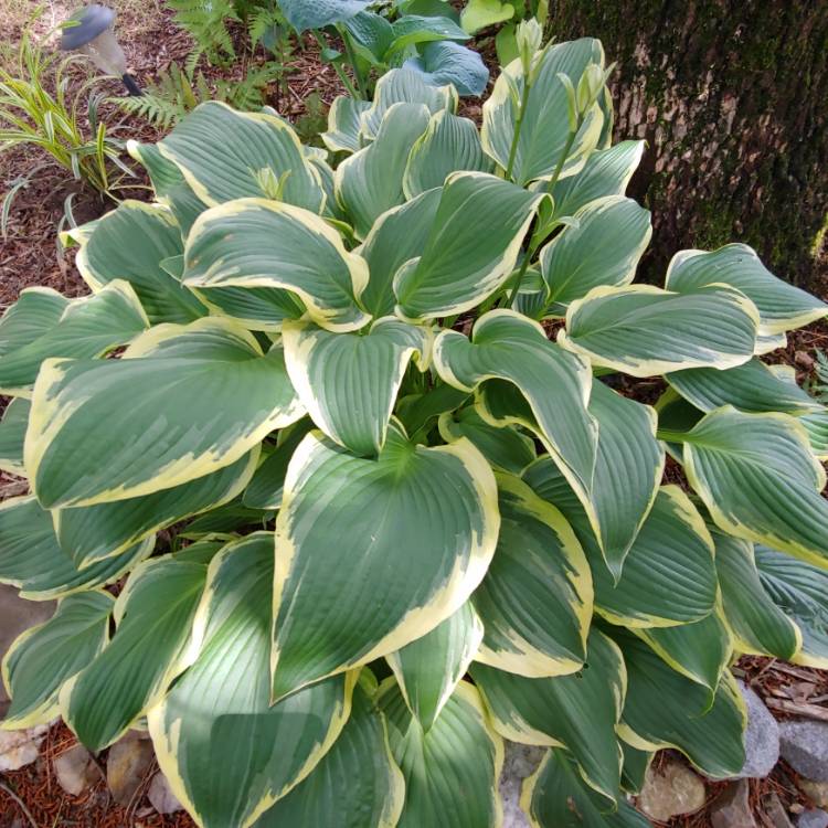 Plant image Hosta 'Wide Brim'