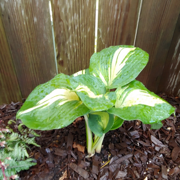 Plant image Hosta 'Dream Queen'