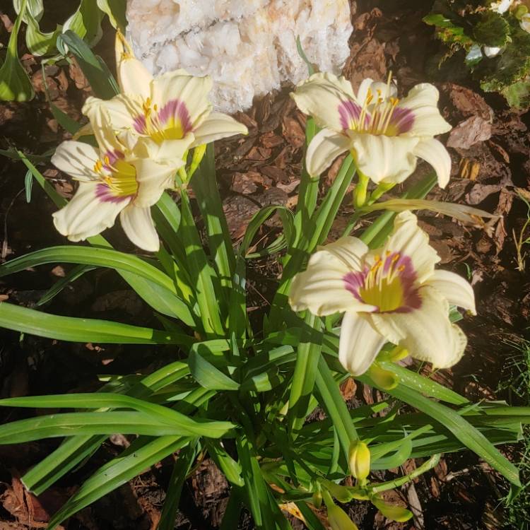 plant image 1330436