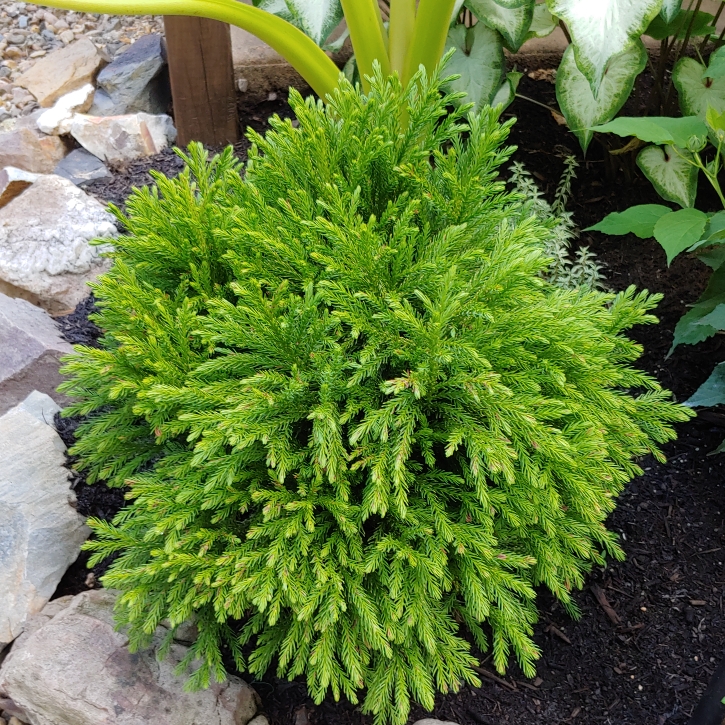 Plant image Cryptomeria japonica 'Globosa Nana'